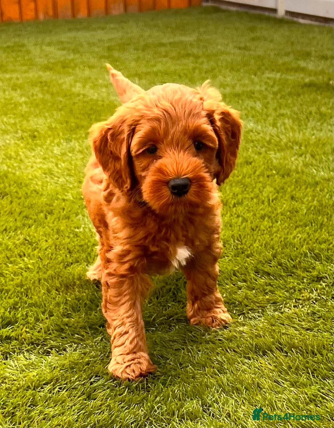 Australian Labradoodle dogs for sale: Fox Red Full Australian Labradoodle Male  - Advert 10