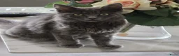 Mixed Breed cats for sale: Two Friendly 6mo Kittens (Neutered & Chipped) in Guildford - Advert 9