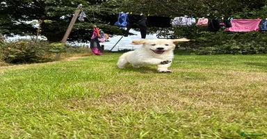 Golden Retriever dogs - Advert 4