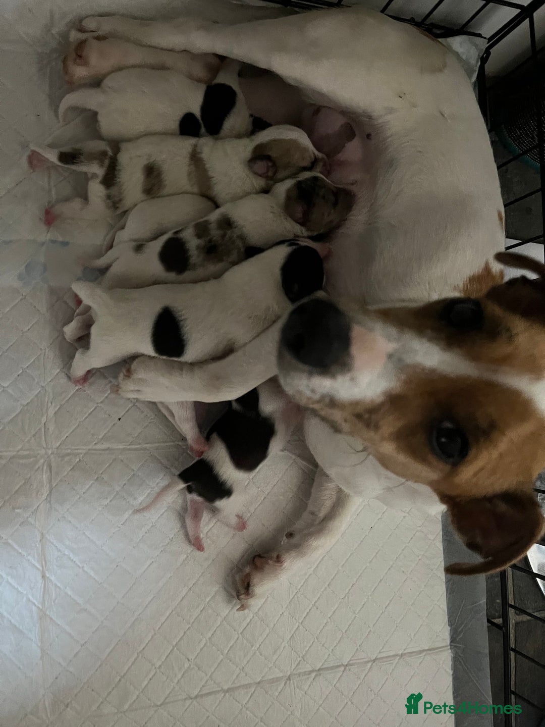Jack Russell dogs for sale: 3 male jack russells - Image 3
