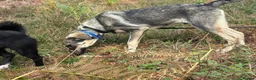 Mixed Breed dogs for adoption: Rolo - Norwich Norfolk  - Advert 21
