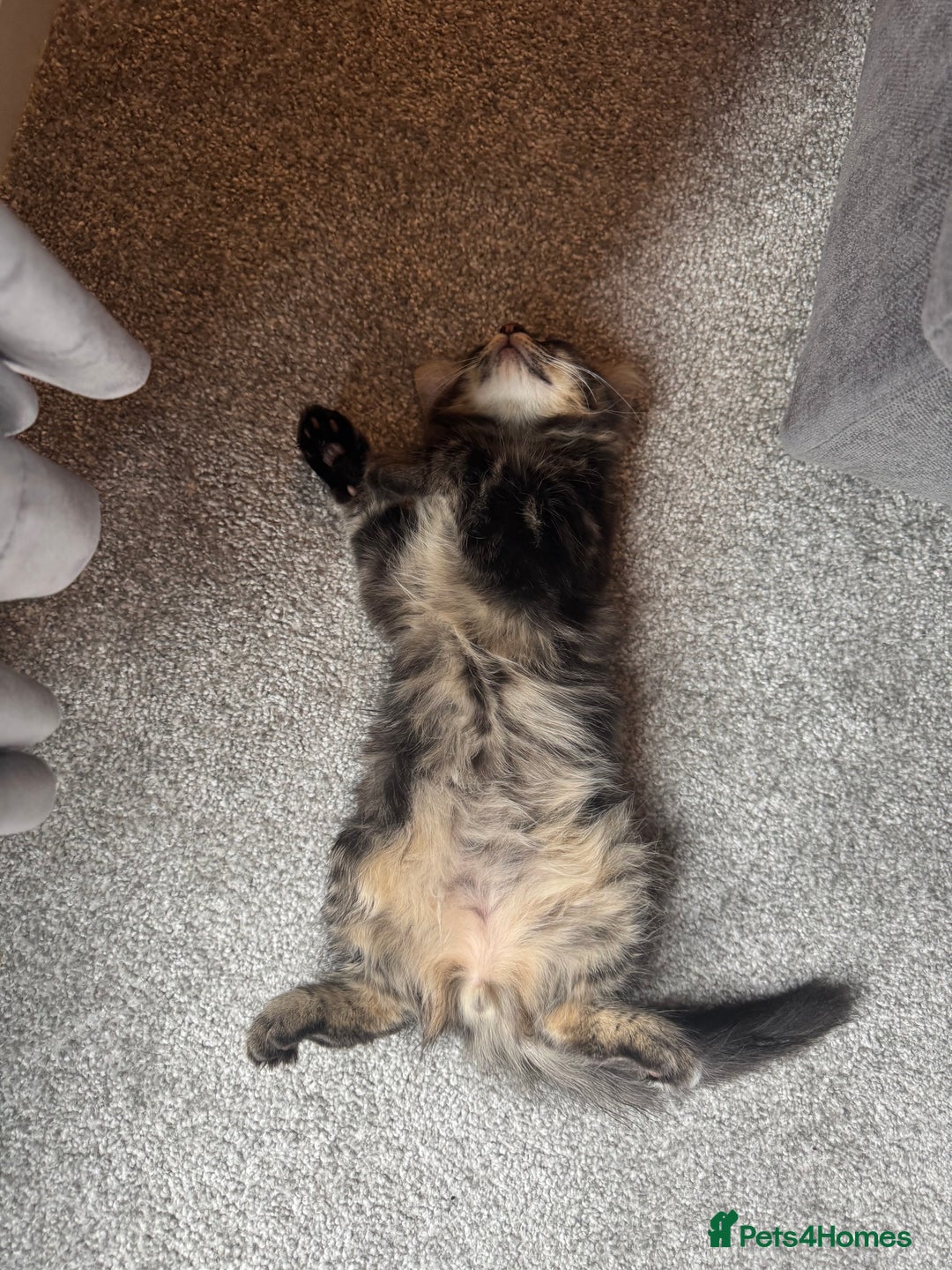British Shorthair cats for sale: ⭐️TWO gorgeous males kittens ⭐️  - Image 3