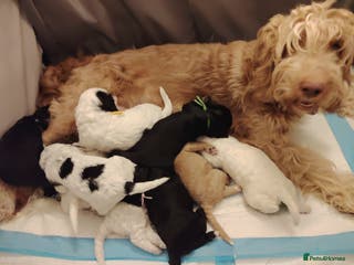 Cockapoo dogs Cockapoo puppies - Advert 1