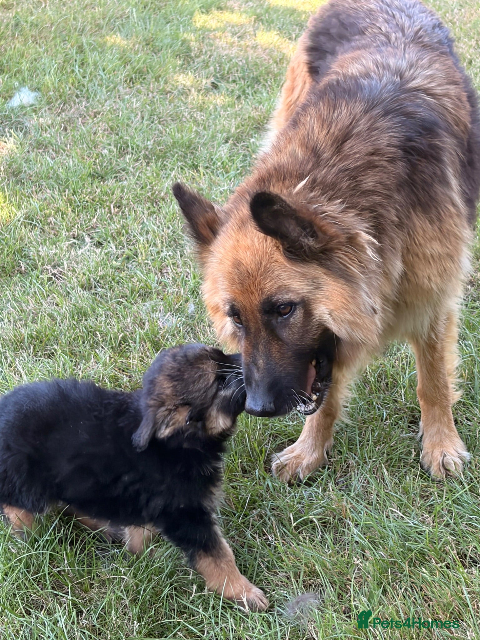 German Shepherd dogs Beautiful German shepherd puppies - Advert 1
