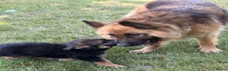 German Shepherd dogs for sale: Beautiful German shepherd puppies - Advert 4