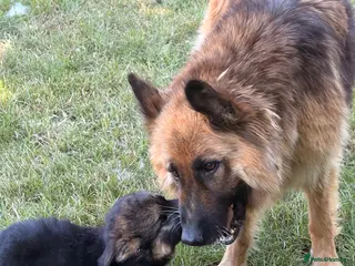 German Shepherd dogs Beautiful German shepherd puppies - Advert 1