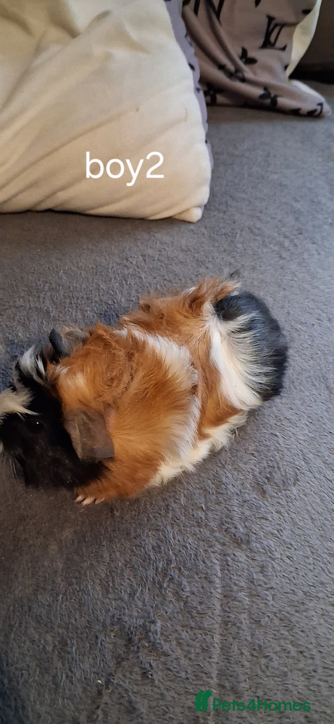 Guinea Pig rodents for sale: 6 baby girl guinea pigs 2 boys  - Advert 23