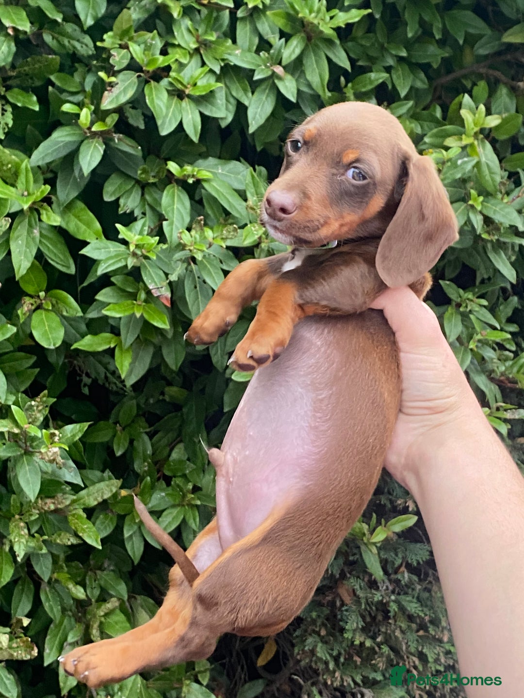 Dachshund dogs for sale: Last one left six weeks old - Image 2