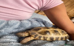 Tortoise reptiles for sale: 2 horsfield tortoises for sale  - Image 1