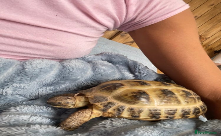 Tortoise reptiles - Advert 10