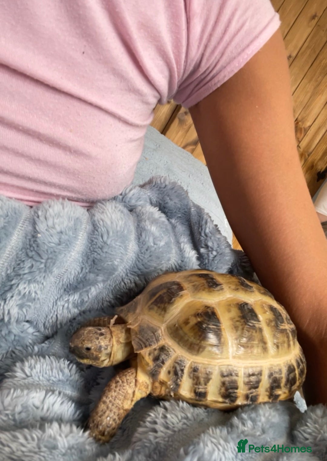 Tortoise reptiles for sale: 2 horsfield tortoises for sale  - Image 1