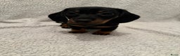 Miniature Dachshund dogs for sale: Miniature dachshund READY NOW - Advert 4