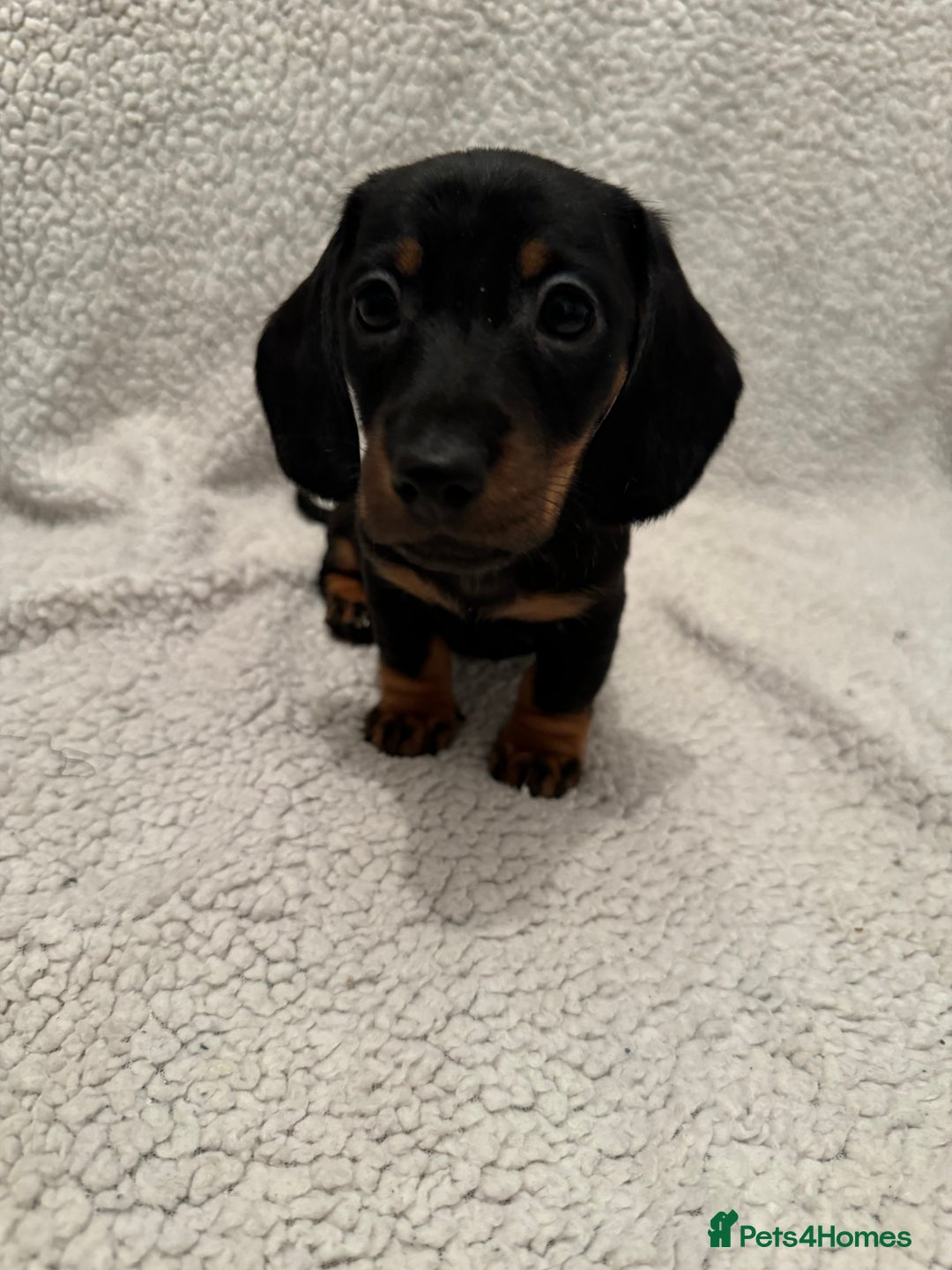 Miniature Dachshund dogs for sale: Miniature dachshund READY NOW - Advert 4