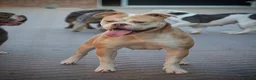 Olde English Bulldogge dogs for sale: 7 Month Old Olde English Bulldog Female - Advert 7