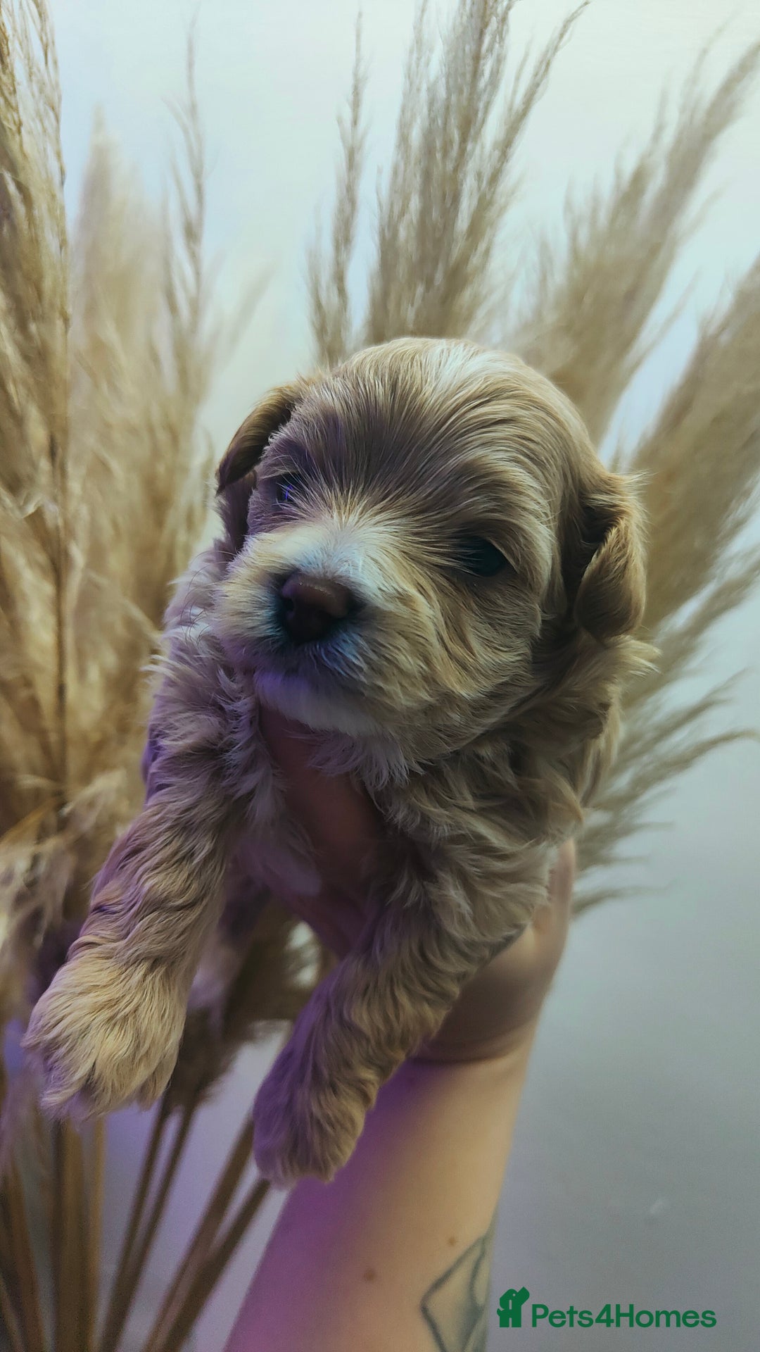 Maltipoo dogs for sale: F1 Tiny Maltipoo Puppies  - Advert 17