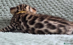 Bengal cats for sale: TICA Champion bengal kittens ready for reservation - Image 8