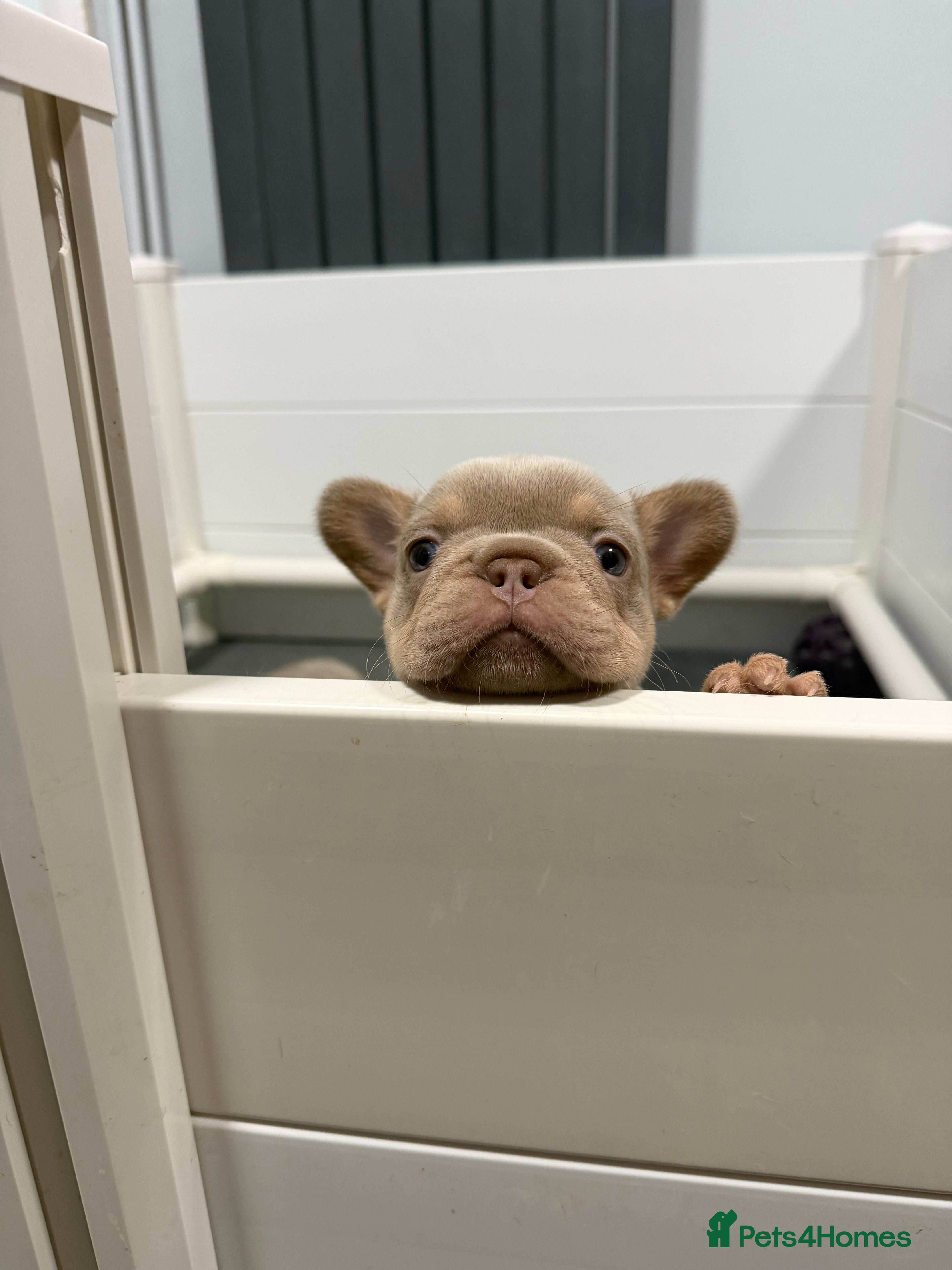 French Bulldog dogs New Shade Isabella  Puppies/Last boy - Advert 17