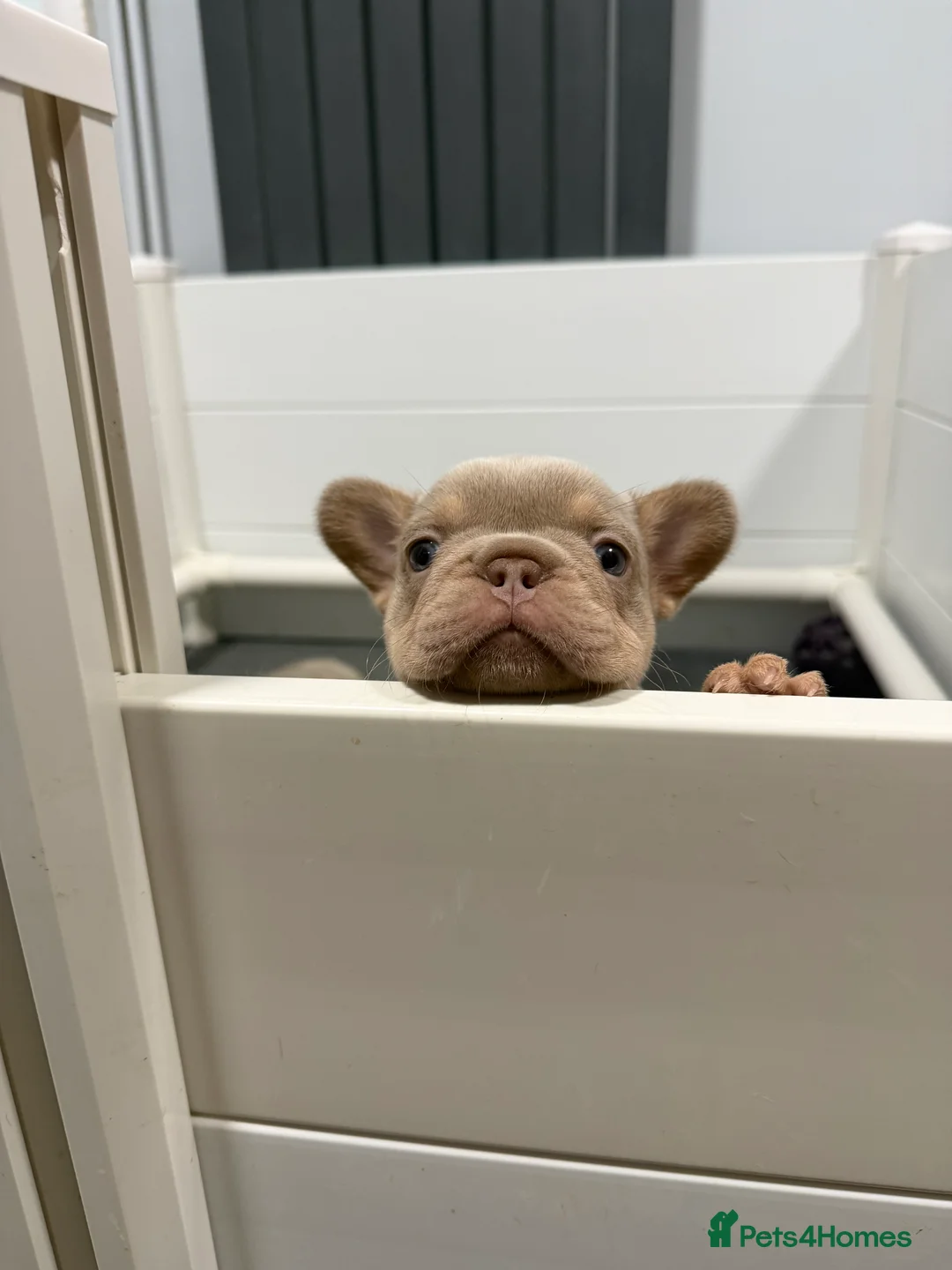 French Bulldog dogs for sale: New Shade Isabella  Puppies/Last boy - Advert 2