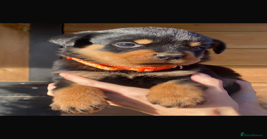 Rottweiler dogs Beautiful chunky Rottweiler puppies - Advert 16