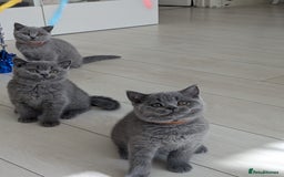 British Shorthair cats for sale: Amazing British shorthair blue kittens in Ware - Image 19