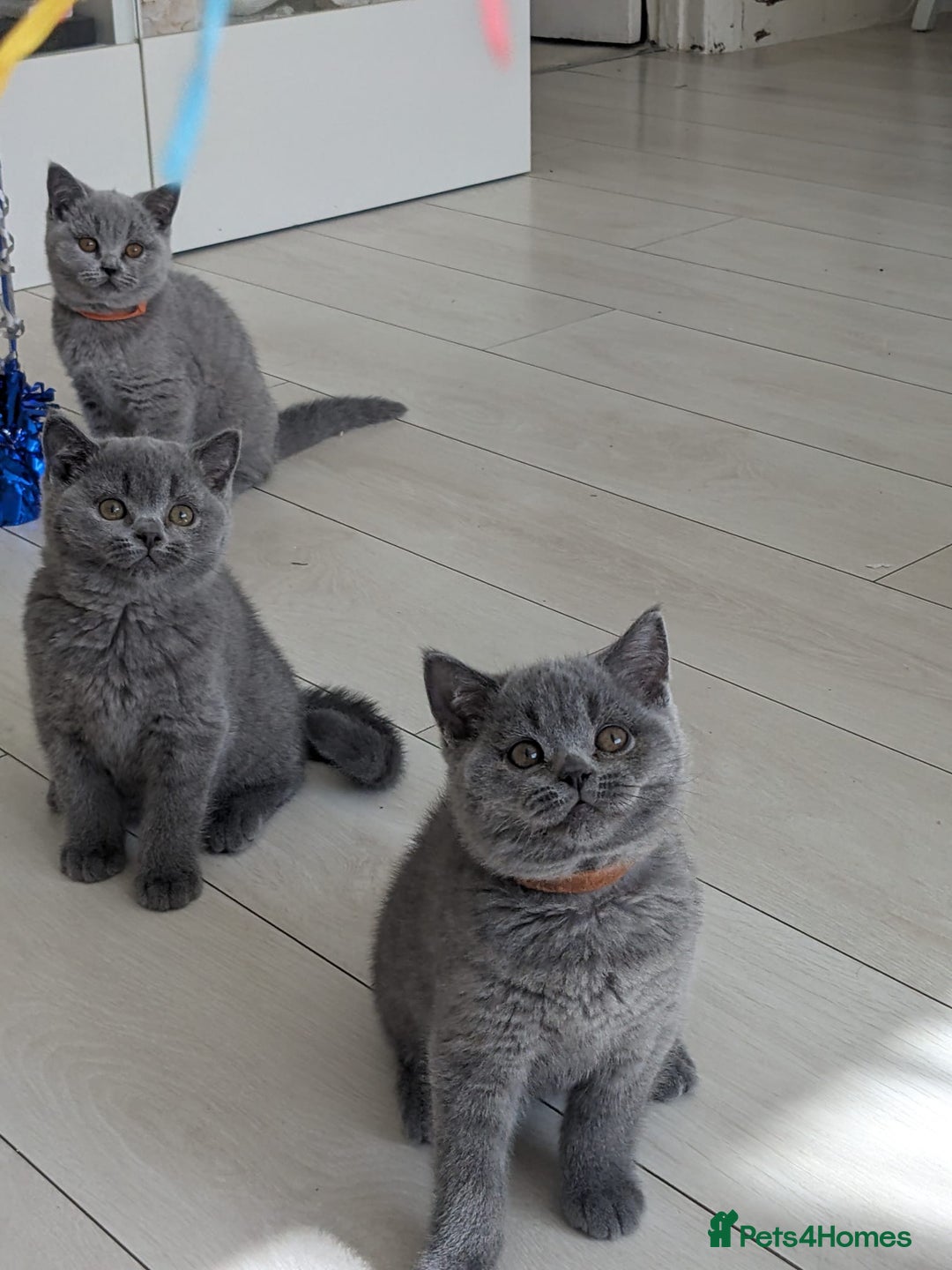 British Shorthair cats for sale: Amazing British shorthair blue kittens in Ware - Image 19