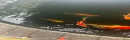 Goldfish fish for sale: Selection of Large Pond Gold Fish in Bicester - Advert 3