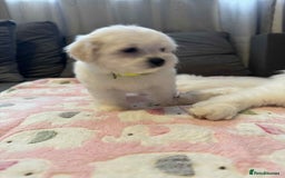 Maltese dogs for sale: Maltese puppies - Image 30