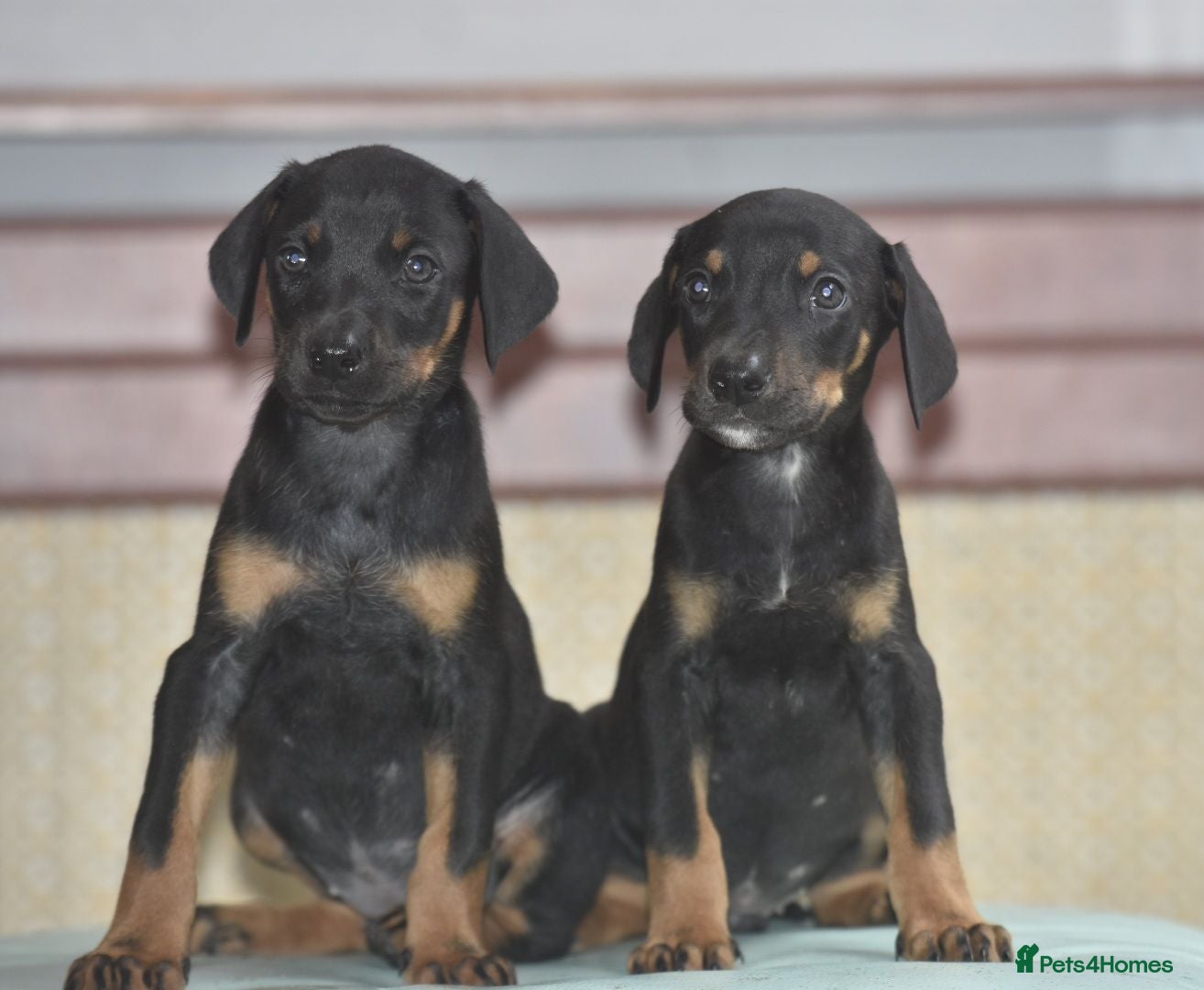 Mixed Breed dogs Unique hybrid dobermann puppies - Advert 2