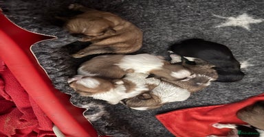 Shih Tzu dogs - Advert 5