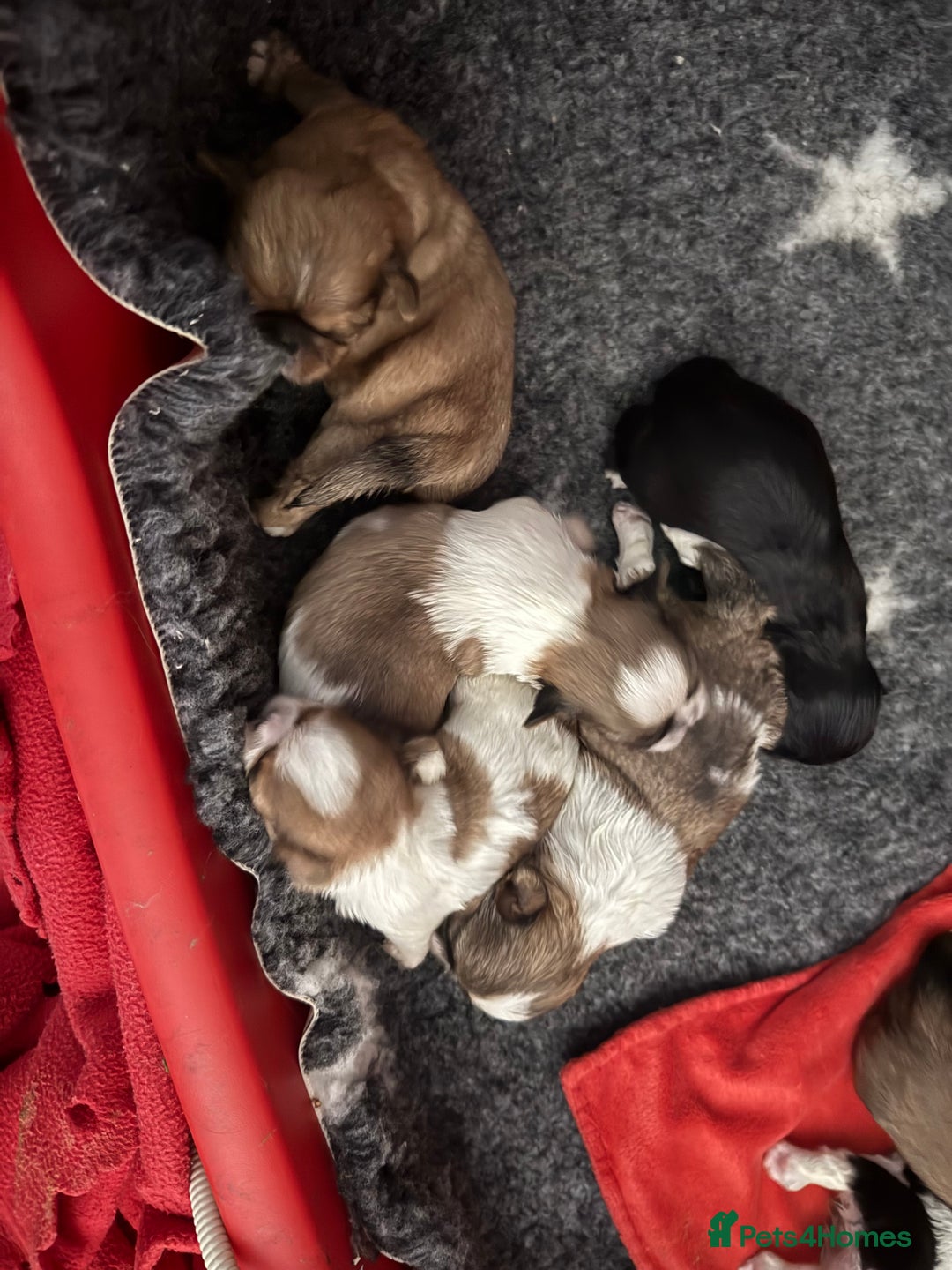 Shih Tzu dogs for sale: Kc Shih tzu  - Image 3