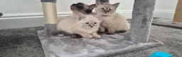 Siberian cats for sale: Beautiful Neva Masquerade kittens - Advert 9