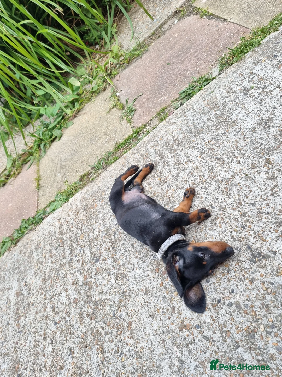 Miniature Dachshund dogs for sale: 9 months old miniature dachshund  - Advert 18