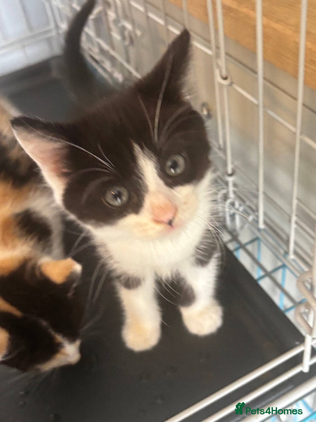 Mixed Breed cats for sale: Male kitten ( ready to go ) - Image 3