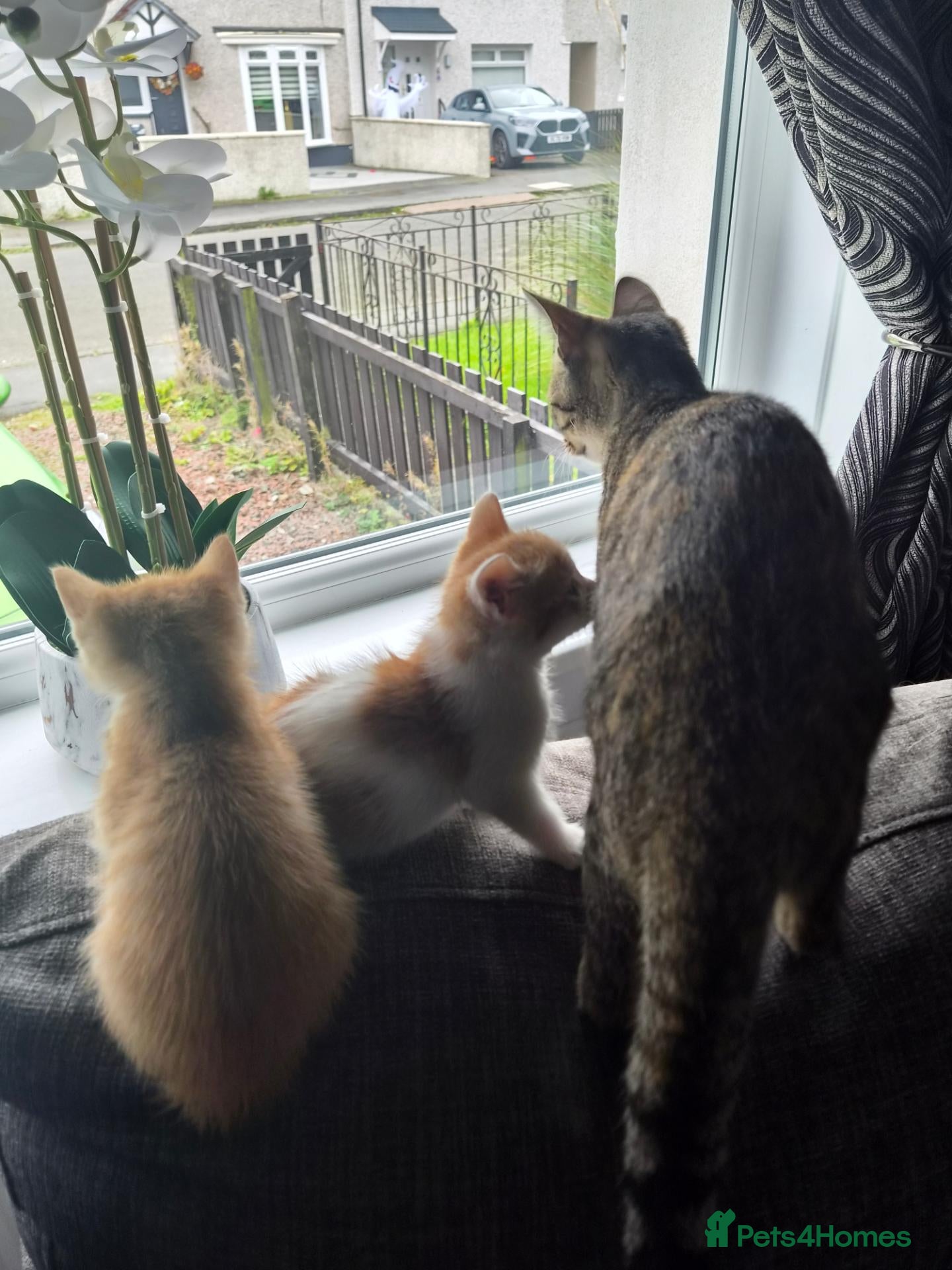 Mixed Breed cats 4 Kittens need loving homes 3 ginger & 2 b&w   - Advert 1