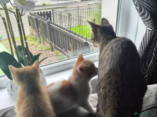 Mixed Breed cats 4 Kittens need loving homes 3 ginger & 2 b&w - Advert 1