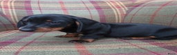 Miniature Dachshund dogs for sale: Black and Tan Miniature Dachshund Puppies 3 Boys - Advert 18