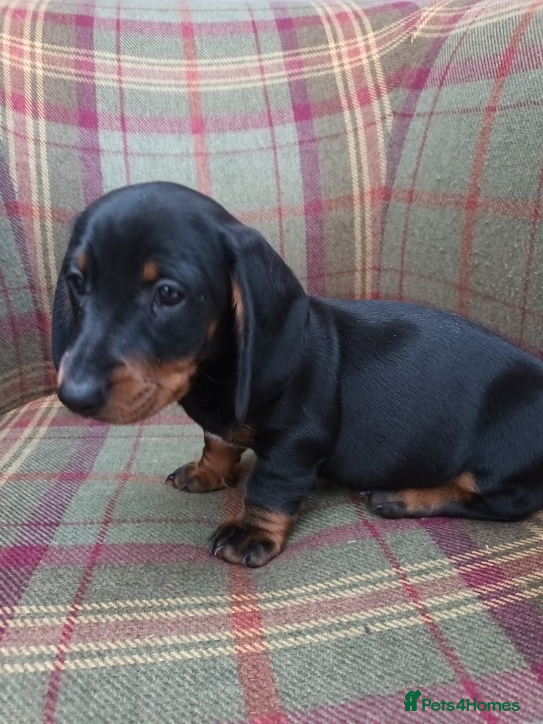 Miniature Dachshund dogs for sale: Black and Tan Miniature Dachshund Puppies 3 Boys - Advert 18