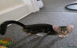 Domestic Shorthair cats for sale: Tabby kitten  - Image 2