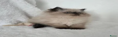Persian 2