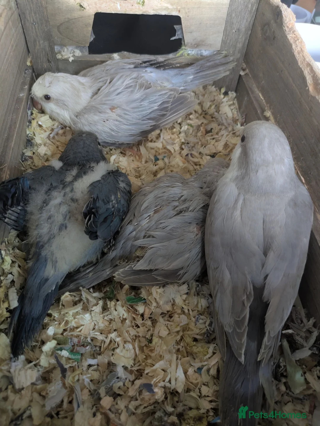 Parakeets birds for sale: Quaker parrots babies hand reared cobalt and grey - Advert 2