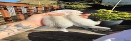 Ferret rodents for sale: White Marked Baby Ferrets in Yeovil - Advert 2