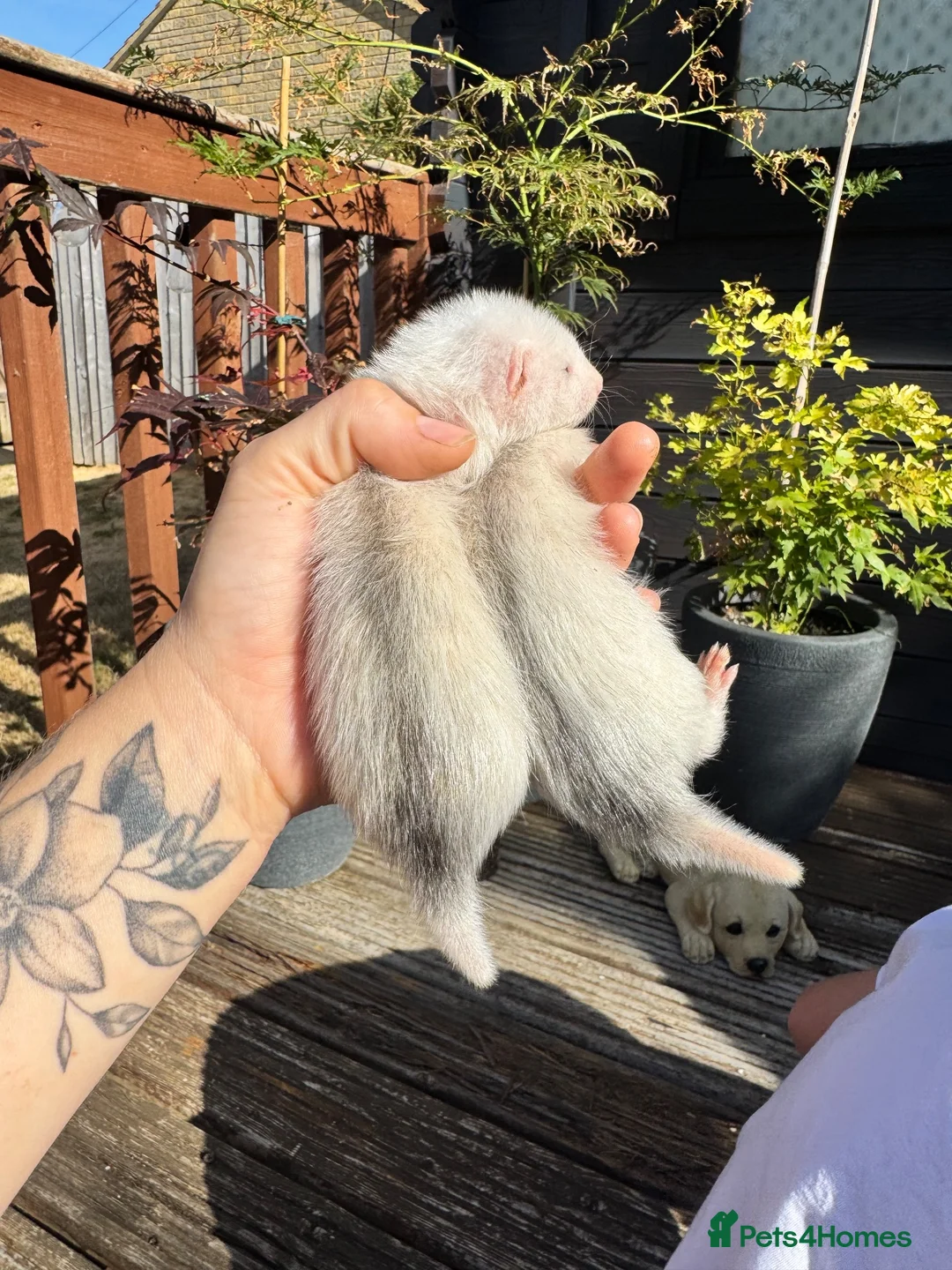 Ferret rodents for sale: White Marked Baby Ferrets in Yeovil - Advert 2