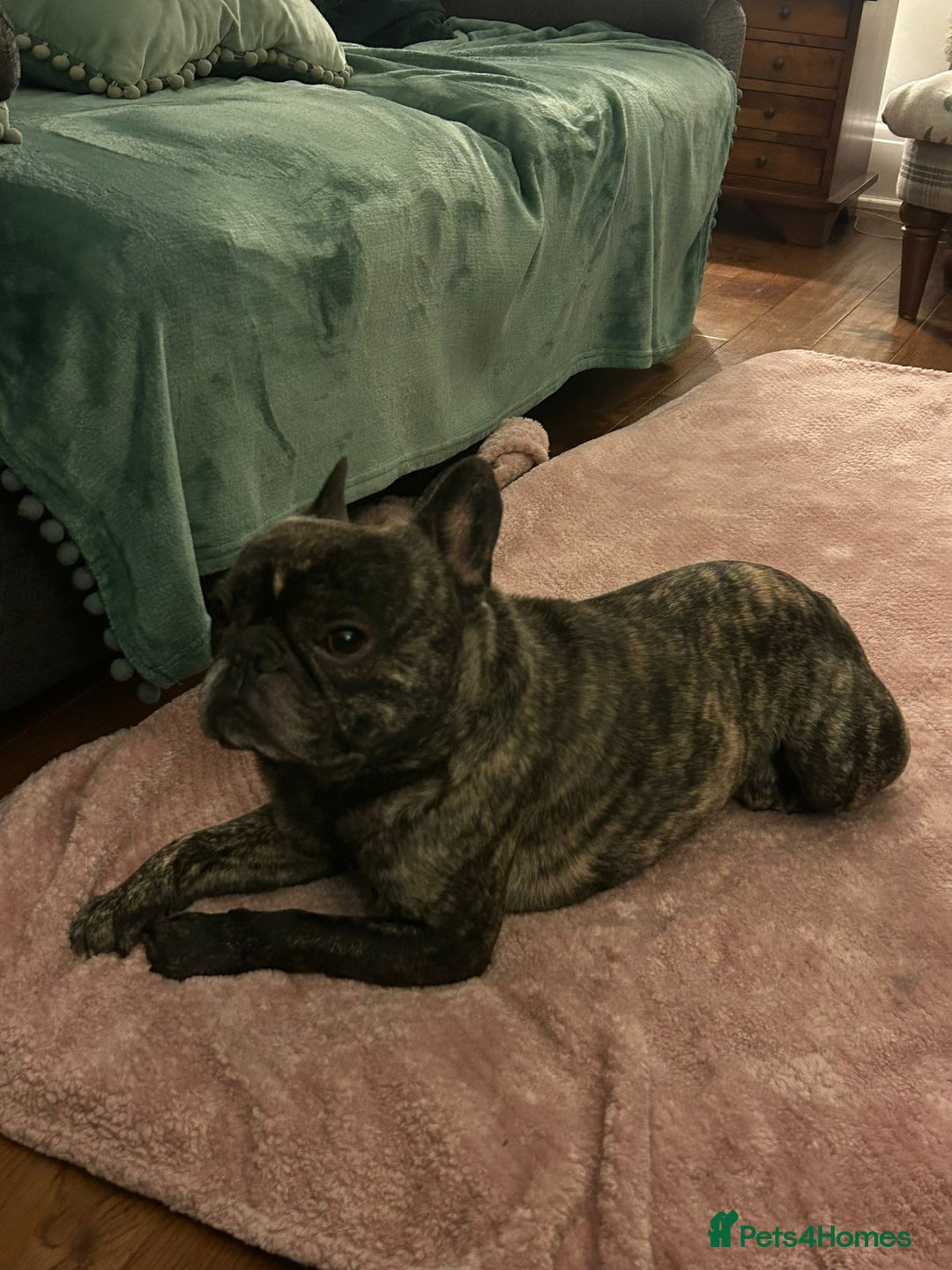 French Bulldog dogs for stud: STUD - Sebastian beautiful boy available for STUD - Advert 6