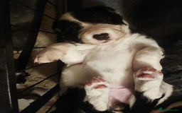 Mixed Breed dogs for sale: Springer spaniel x bearded collie female pups x2 - Image 8