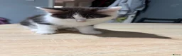 Domestic Shorthair cats for sale: Fluffy cats  in Doncaster - Advert 6