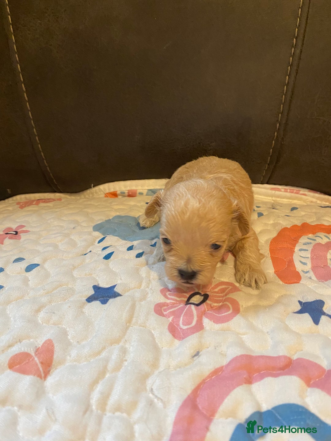 Maltipoo dogs for sale: Adorable Maltipoos Puppies  - Advert 3