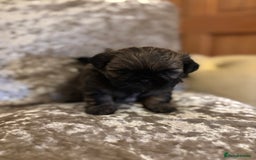 Shih Tzu dogs for sale: Shih Tzu puppies - Image 4