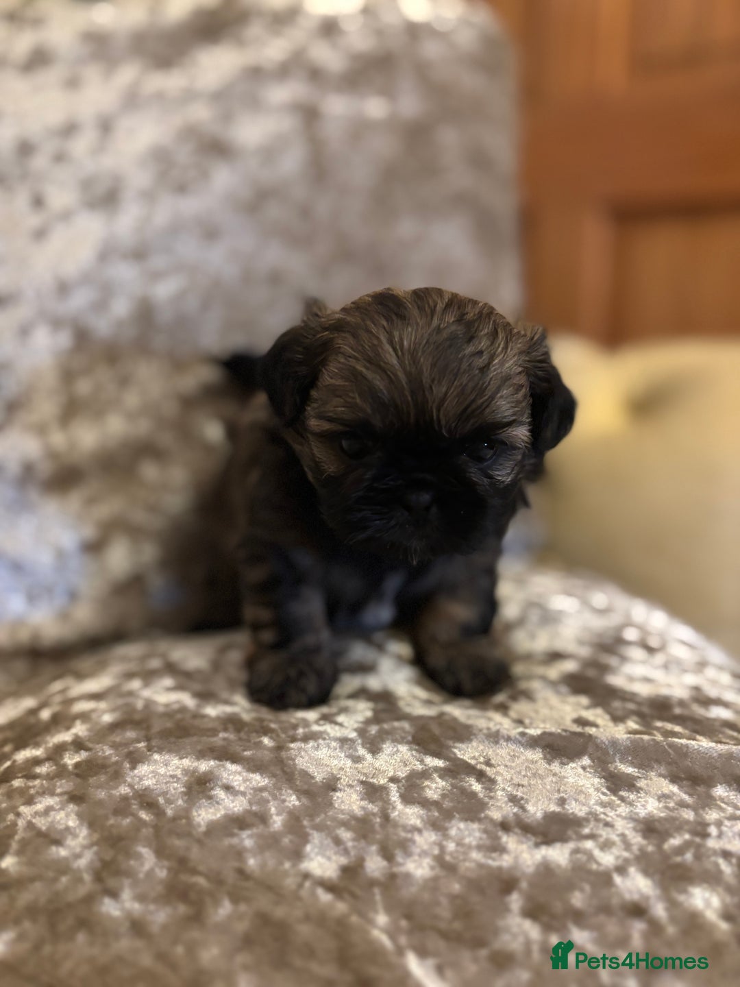 Shih Tzu dogs for sale: Shih Tzu puppies - Image 4
