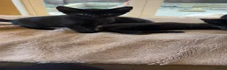 Mixed Breed cats for sale: 6 adorable black kittens for sale - Advert 4