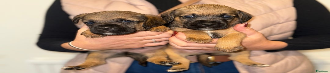 Mixed Breed Puppy 1